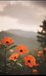 the flowers are orange and tall in the wilderness