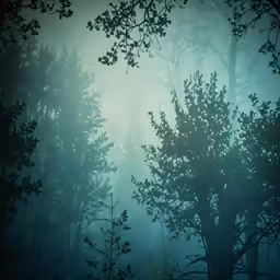 dense foliage in a foggy forest area