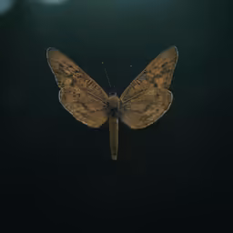 there is a moth that looks like a yellow on black background