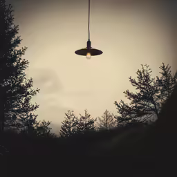a close up of a tree with a light