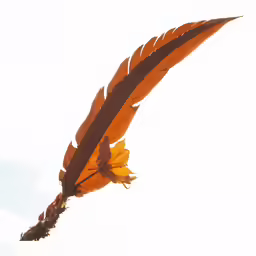 a bird of prey with orange feathers with no body on the wing