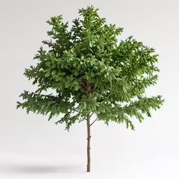 a green tree in the middle of a white background
