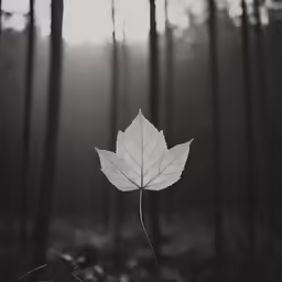 a leaf is standing out from the woods