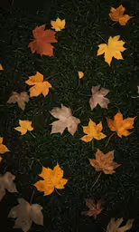 a group of maple leaves are laying in the grass
