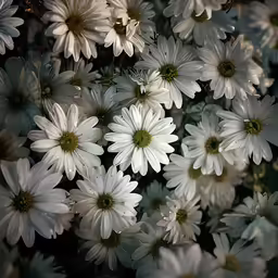 this is some white flowers on a field