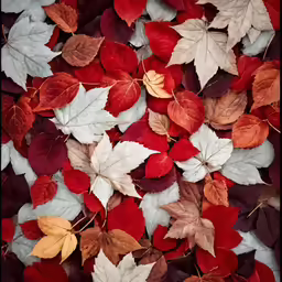 a pile of leaves with red, orange and white colors