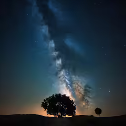 a single tree is standing underneath the stars