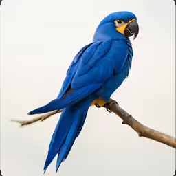 a bright blue bird with yellow wings sitting on top of a tree branch