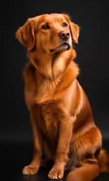 a dog sitting down in the dark