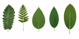 the different stages of the leaves of trees