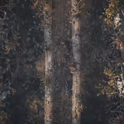 some tall trees and some leaves on the ground