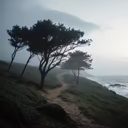a path leading to some trees on the ocean