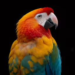 a brightly colored bird with large feathers