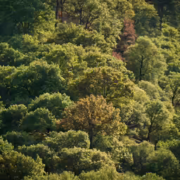 a very tall green tree filled forest with lots of trees
