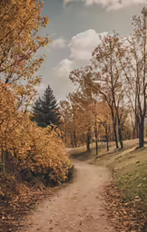 a dirt road with a group of trees in the background