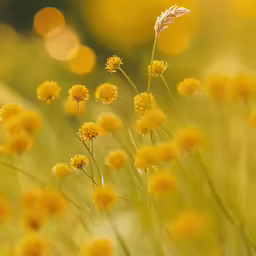 yellow flowers in the sunlight next to a body of water
