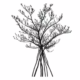 tree branches in silhouette on white background