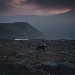 a single black horse in a mountain area