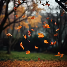a bunch of leaf that is in the air