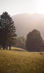 a field with a bunch of trees on it
