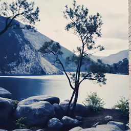 trees are in the middle of some rocks