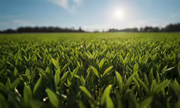a field of grass with the sun shining over the tops
