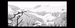 snow covered mountains in the background and trees around