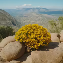 a yellow flower that is on top of rocks