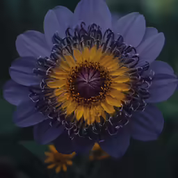 the flower on the plant is purple with yellow stamens