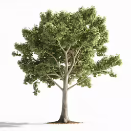 a tree with leaves growing out of it