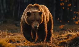 an animal walking through some dirt in a forest