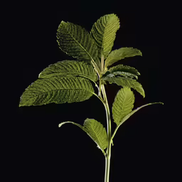 a plant with green leaves in front of a black background
