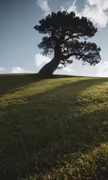 a large tree sitting on top of a lush green field