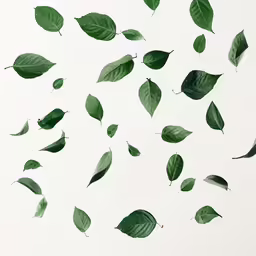 green leaves float in the air above a white background