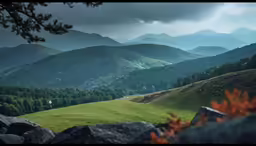 a lush green forest filled with lots of trees