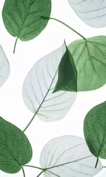 the underside of green leaves on a white background