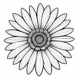 a drawing of a sunflower on white background,the sunflower is black and white in the middle