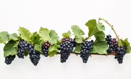 bunches of grapes on a vine with green leaves