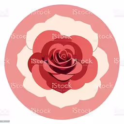 a red rose in a round pink frame on a white background royalty illustration,a red rose in the center of a circle