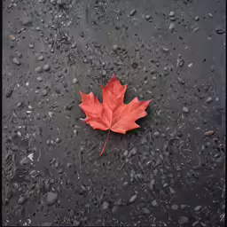 a single red leaf rests on the wet surface