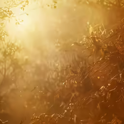 closeup of an abstract photo of trees and bushes with the sun light coming through
