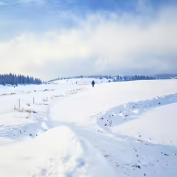 lone horse is standing in the snowy field