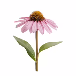 pink flower with a yellow center sitting on top of a stem