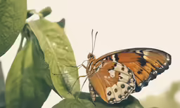 a large butterfly on top of a leaf