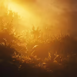 a grassy field with tall grass and the sun peeking out