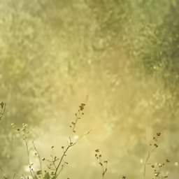 the flowers are in a field of weeds