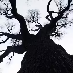 looking up at the top of an old bare tree