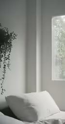 a large plant in front of a window behind some pillows