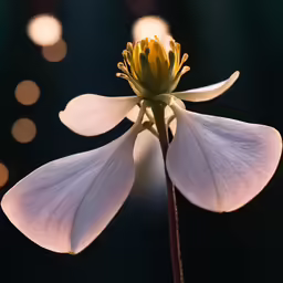 a single flower is seen against a black background
