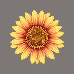 the bright yellow sunflower has large petals,a large yellow sunflower in front of a gray background